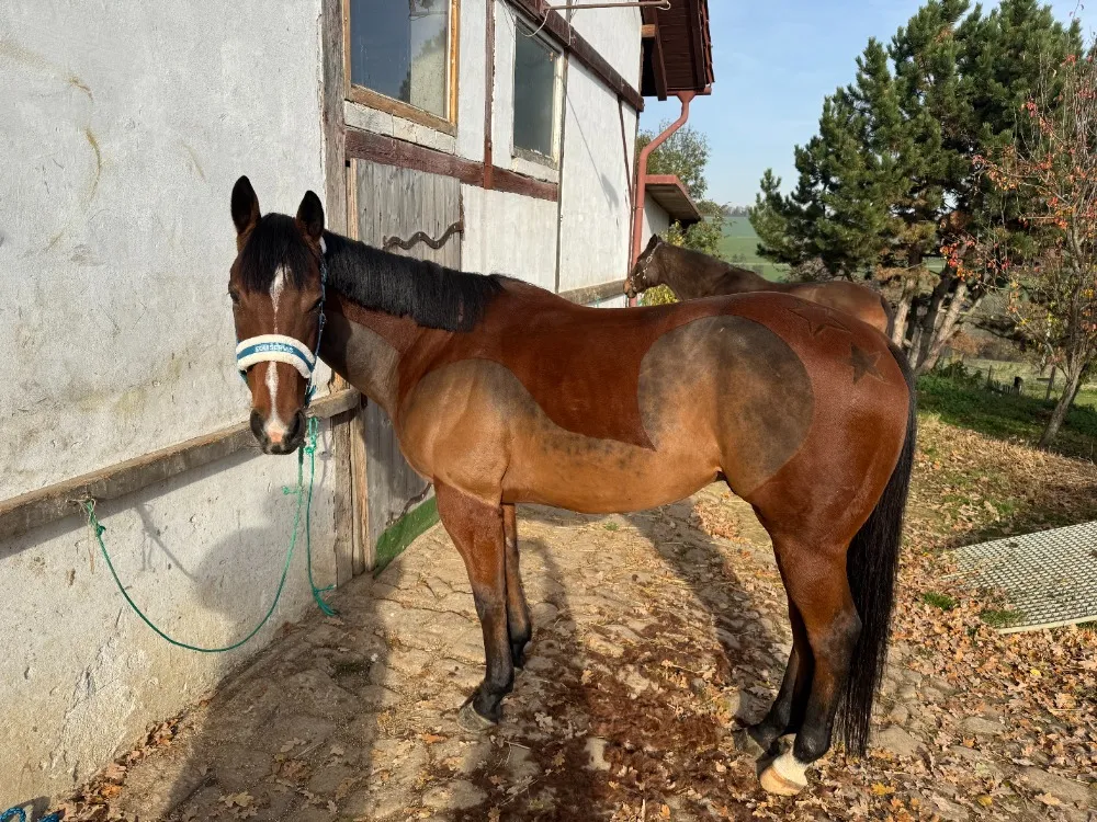 Hnědák s ostříhaným krkem a boky u budovy stáje