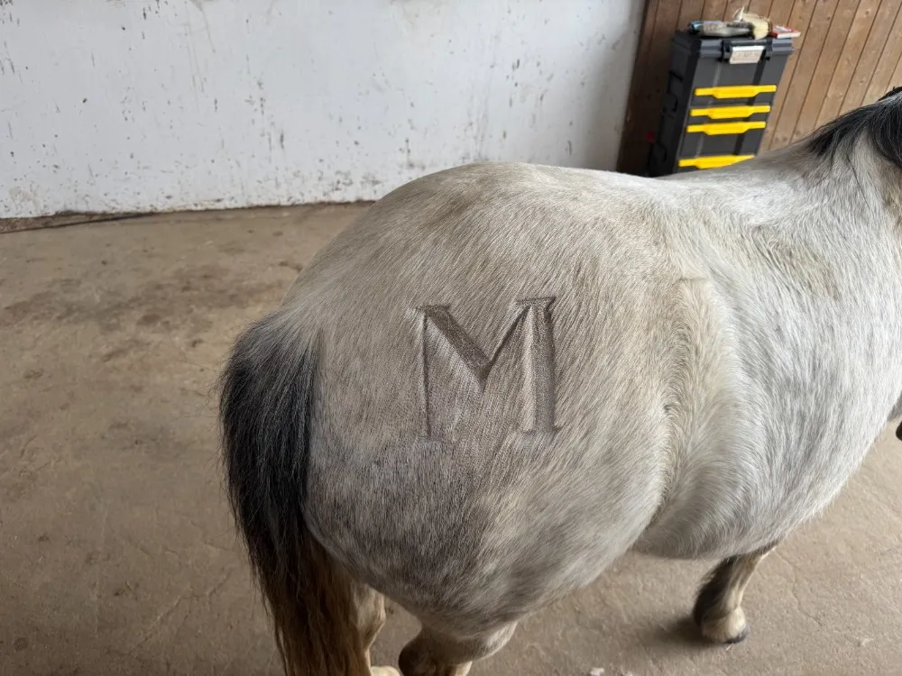 Monogram písmene M vystříhaný v srsti na zádi bílého koně
