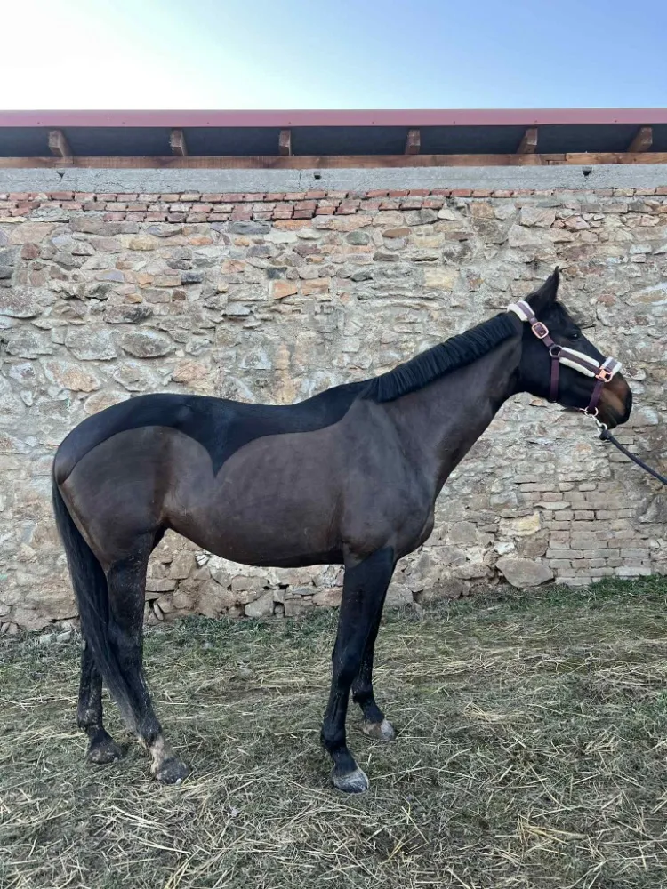 Tmavý hnědák po stříhání, stojí u kamenné zdi